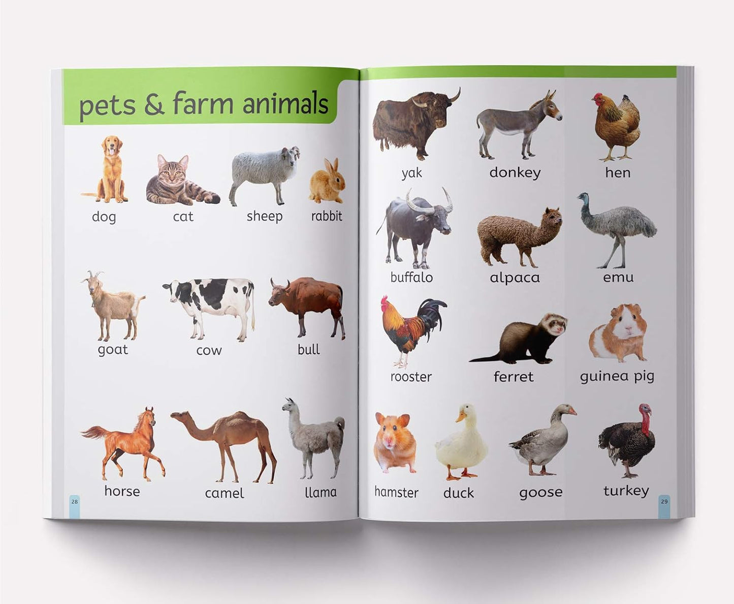 My First 1000 Words: Early Learning Picture Book