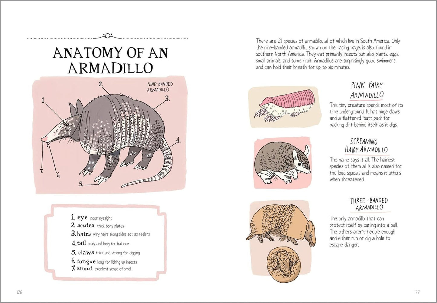 Wildlife Anatomy: the Curious Lives & Features of Wild Animals around the World
