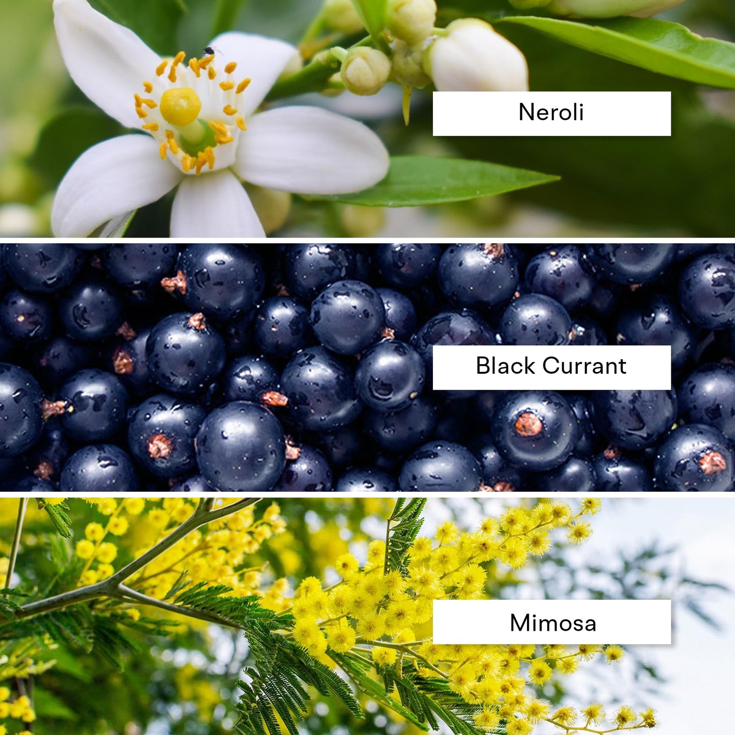 Alexandria Fragrances Deep Blue Perfume - Long Lasting Eau de Parfum for Men and Women - Fresh Citrus Parfum with Mint, Black Currant, Neroli and Musk - Luxury Men’s Cologne for Every Occasion - 10ml