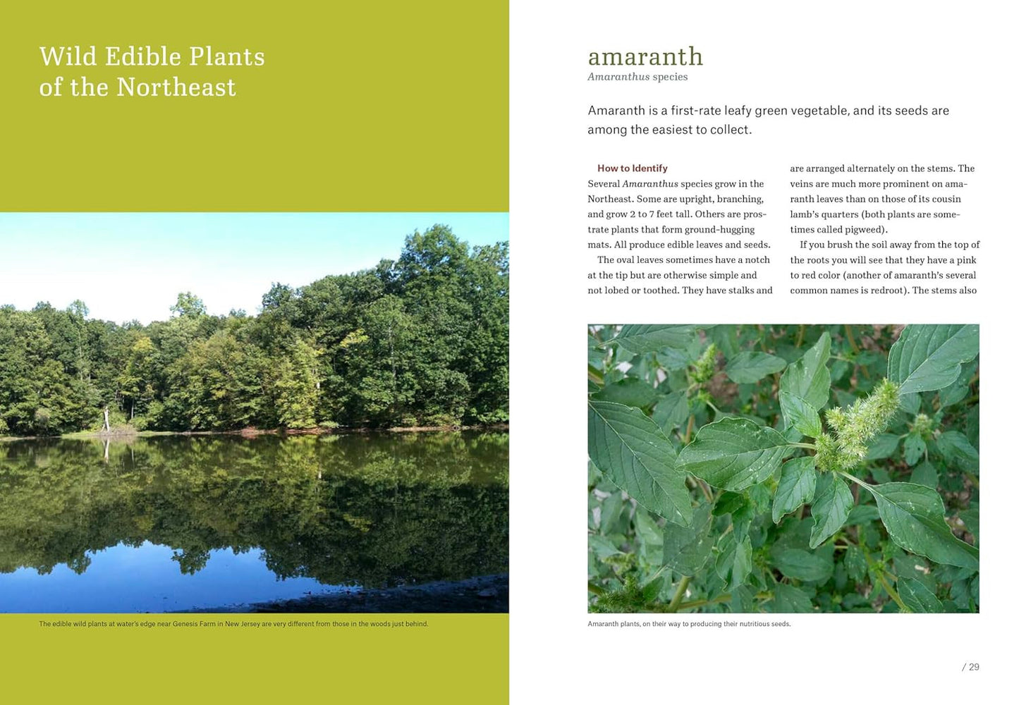 Northeast Foraging: 120 Wild and Flavorful Edibles from Beach Plums to Wineberri