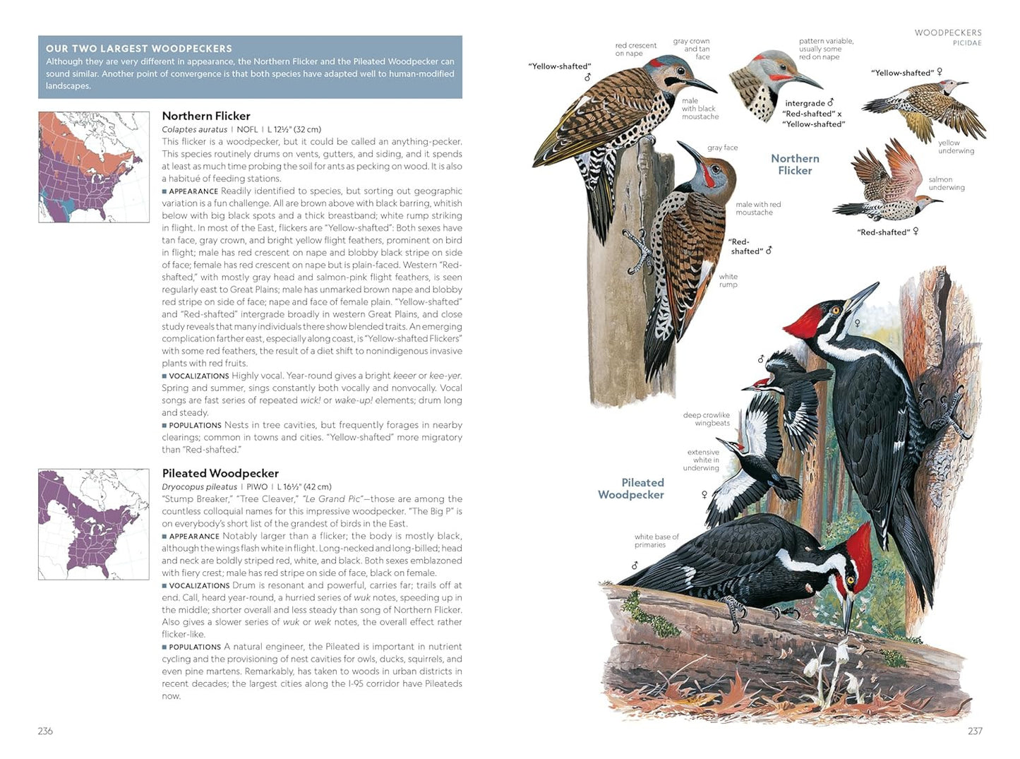 National Geographic Field Guide to the Birds of the United States and Canada―Eas