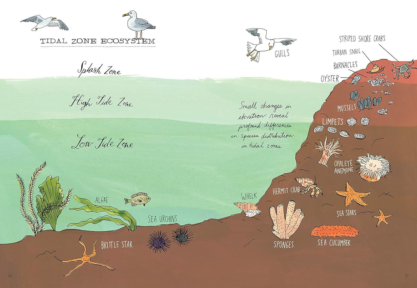Ocean Anatomy: the Curious Parts & Pieces of the World under the Sea
