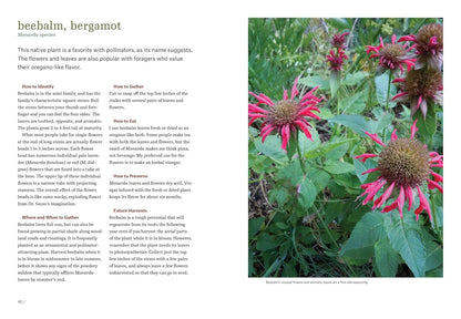 Northeast Foraging: 120 Wild and Flavorful Edibles from Beach Plums to Wineberri