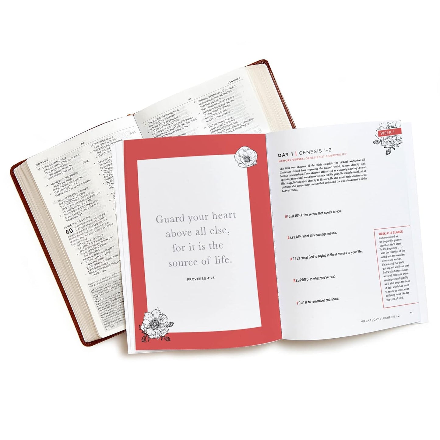 The Bible in a Year - Bible Study Book: a Guided Scripture Reading Journey for W