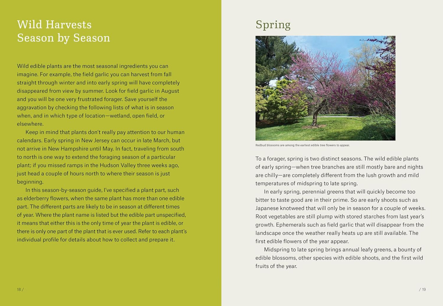 Northeast Foraging: 120 Wild and Flavorful Edibles from Beach Plums to Wineberri