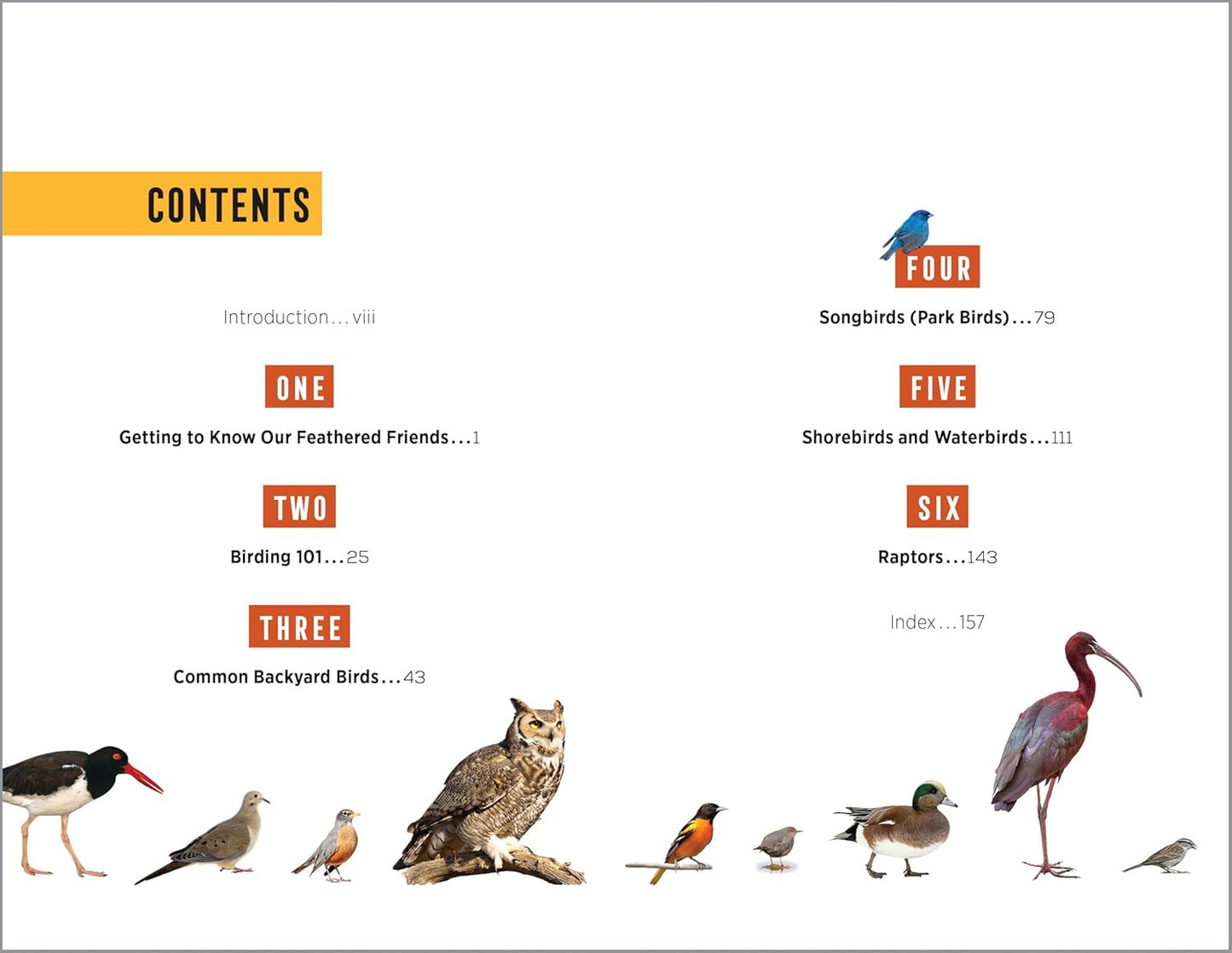 North American Bird Watching for Beginners: Field Notes on 150 Species to Start