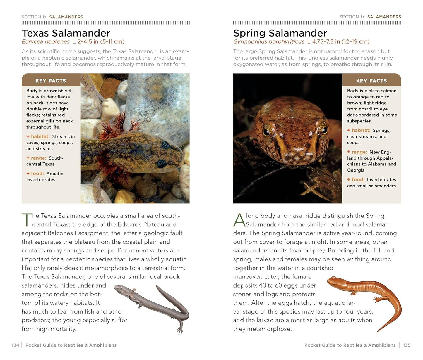 National Geographic Pocket Guide to Reptiles and Amphibians of North America