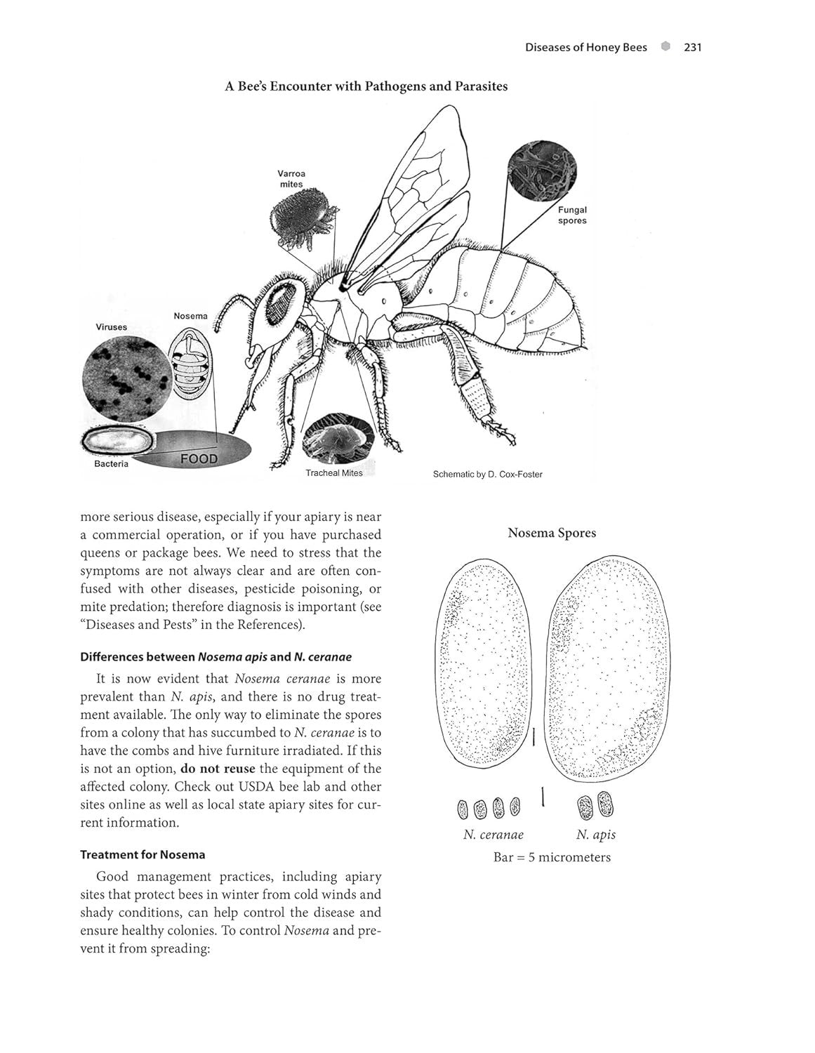 The Beekeeper'S Handbook