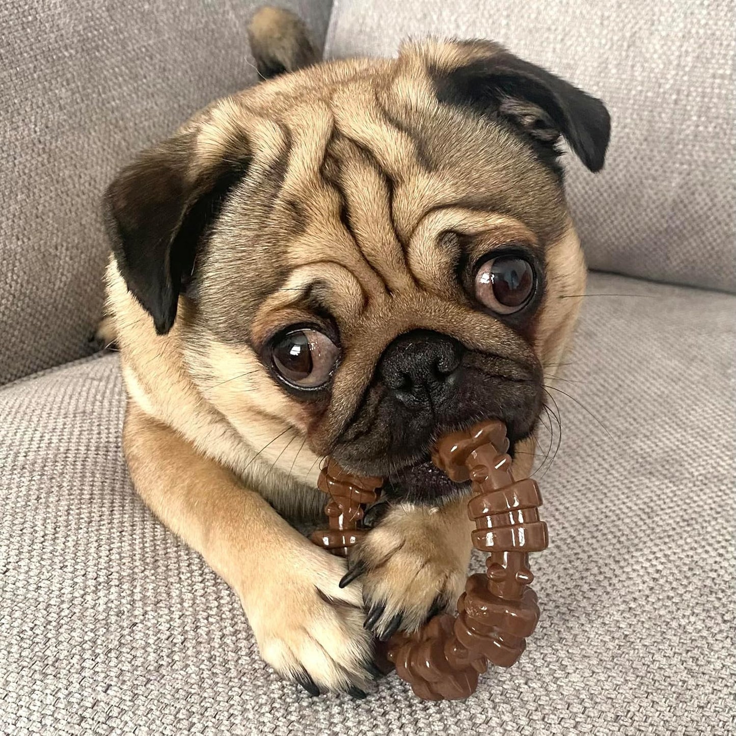 Textured Ring Power Chew Toy for Small Dogs, Durable Dog Toys for Aggressive Che