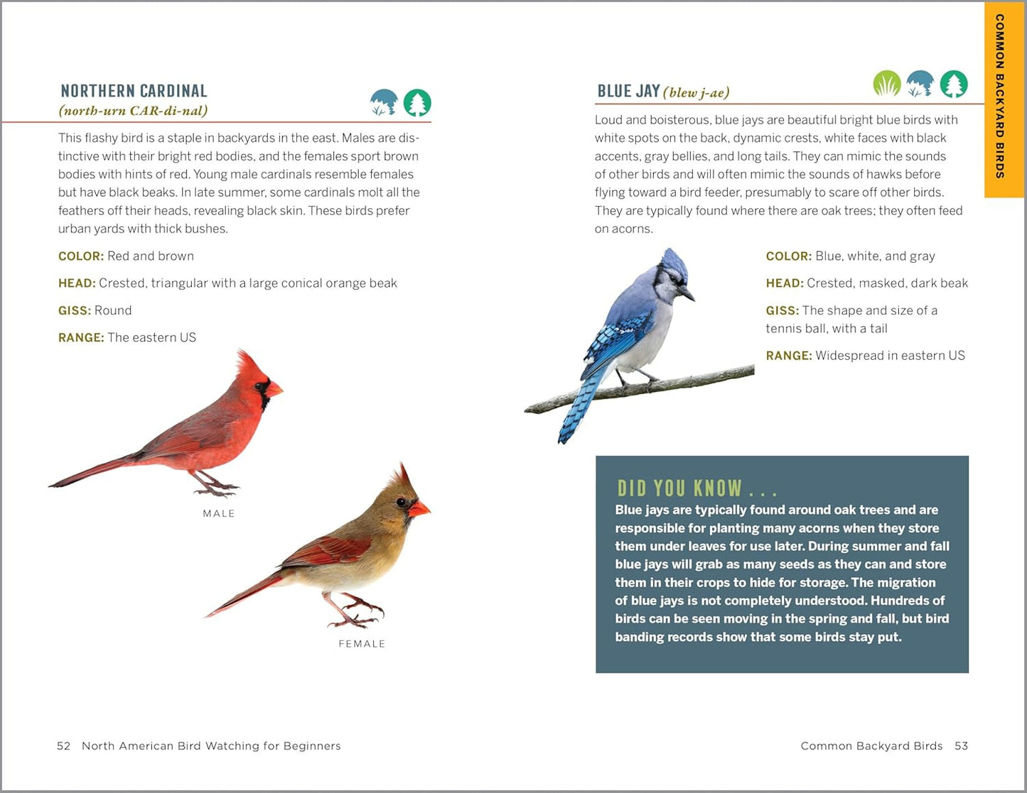 North American Bird Watching for Beginners: Field Notes on 150 Species to Start