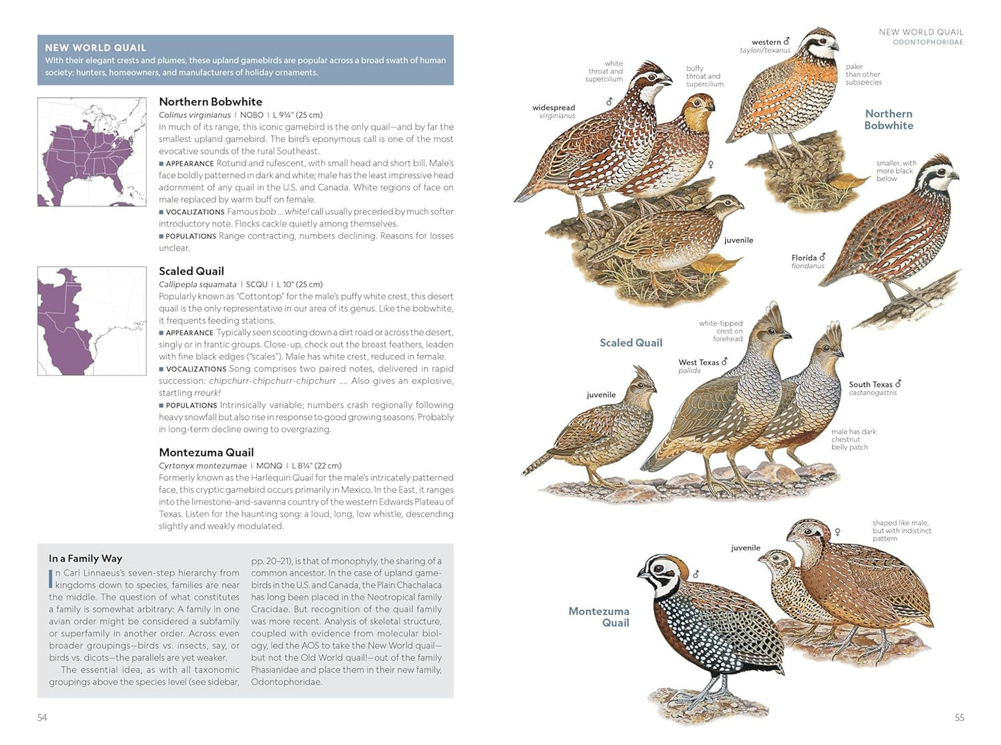 National Geographic Field Guide to the Birds of the United States and Canada―Eas