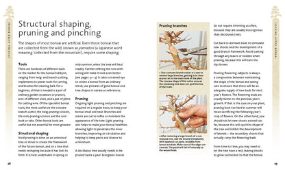 The Bonsai Beginner'S Bible