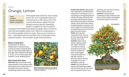 The Bonsai Beginner'S Bible