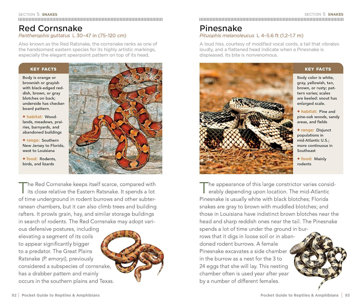 National Geographic Pocket Guide to Reptiles and Amphibians of North America